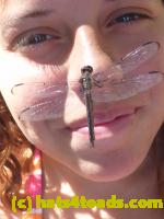 /home//u458753944/public_html/sourcegallery/////////////Insects and small critters/dragonflies and damselflies/P1070864.JPG